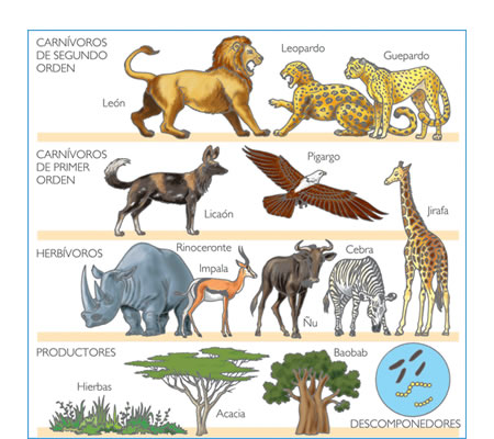 Niveles tróficos de la sabana africana.En cada nivel se representan los seres vivos más significativos.